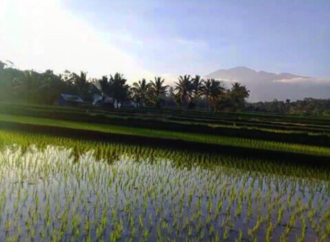 Sky Garden Lombok Apartman Tetebatu Kültér fotó